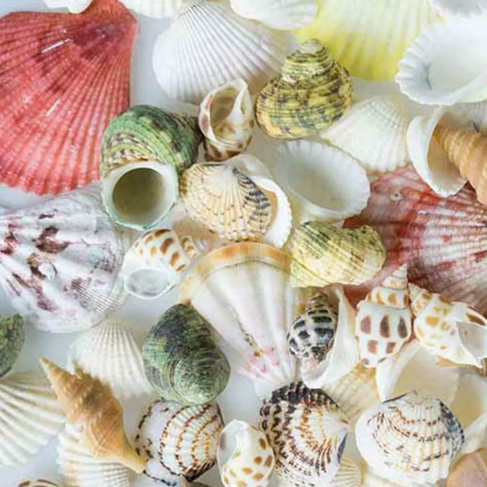Bulk Fashion Shell Sea Prof Nautical DIY Shells Mixed 100g Aquarium Beach