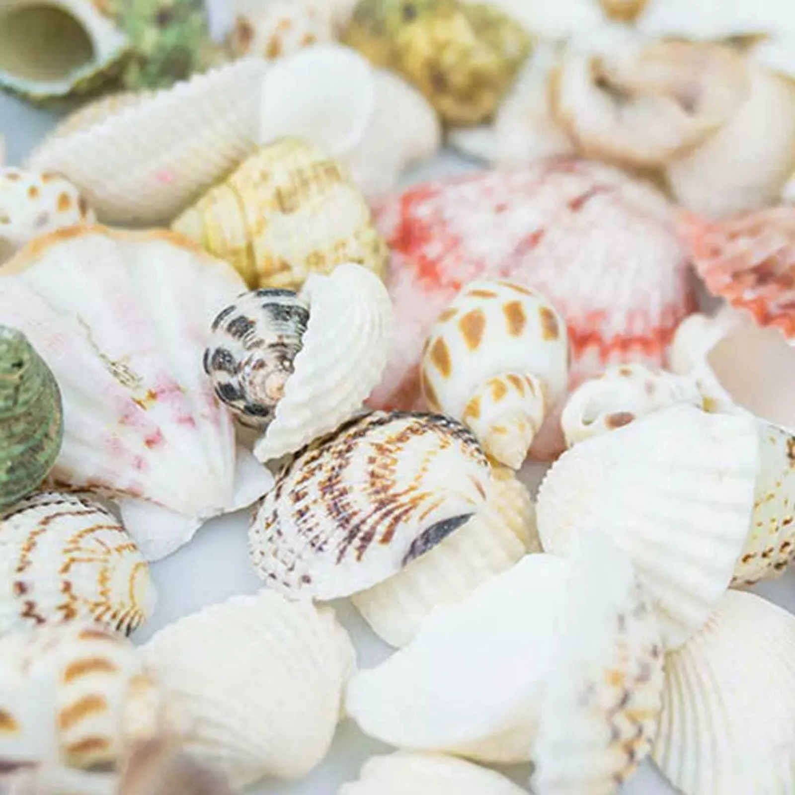 Bulk Fashion Shell Sea Prof Nautical DIY Shells Mixed 100g Aquarium Beach