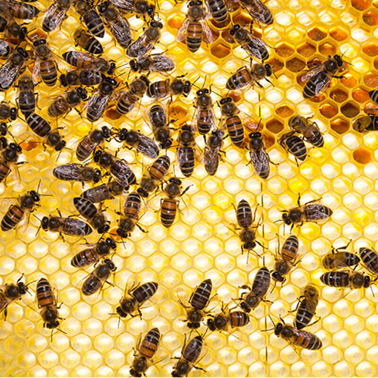 Beekeeping Equipment Sheet 30Pcs Honeycomb Bee Hive Wax Frames Waxing