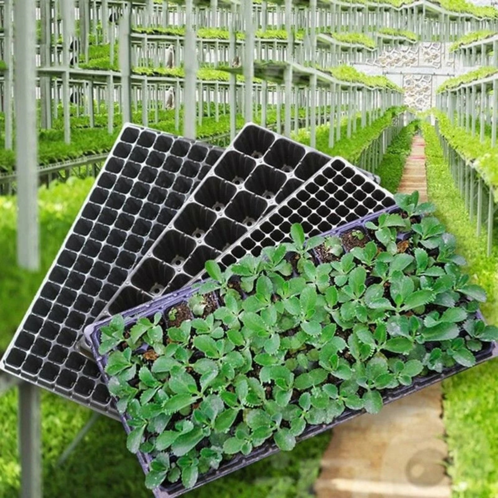 Seedling Tray 5 Pack 72 Cell Nursery Starter Grow Propagation Plant Set