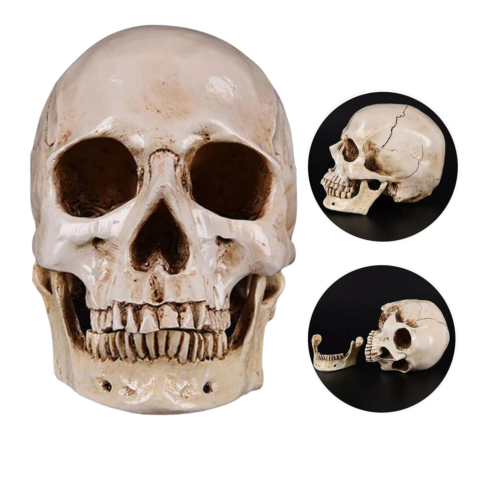 Realistic Lifesize 1:1 Human Skull Replica Resin Model Medical White Decoration