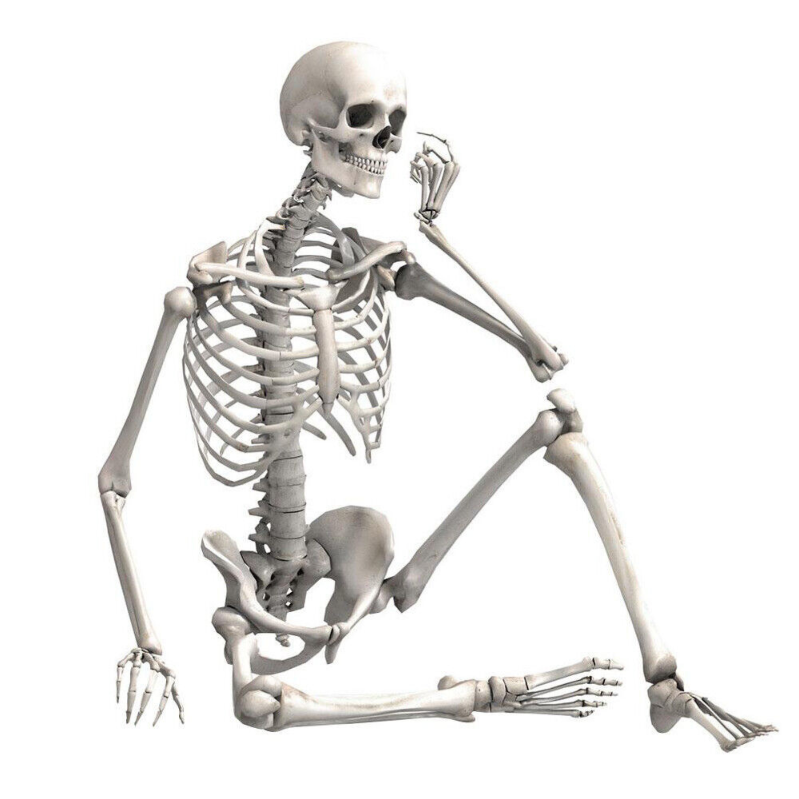 Full Life Size Human Skeleton Decoration Prop 170cm Halloween Poseable Skeleton