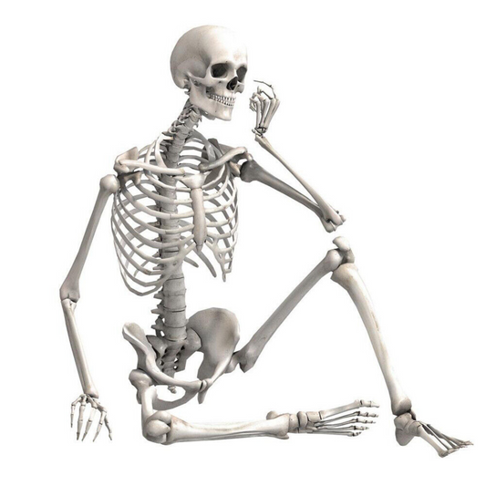 Full Life Size Human Skeleton Decoration Prop 170cm Halloween Poseable Skeleton
