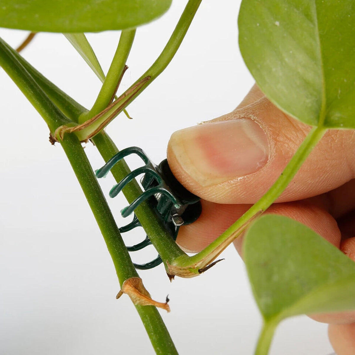 100pcs Vegetable Garden Flower Orchid Plant Plastic Support Clips Stake Holding