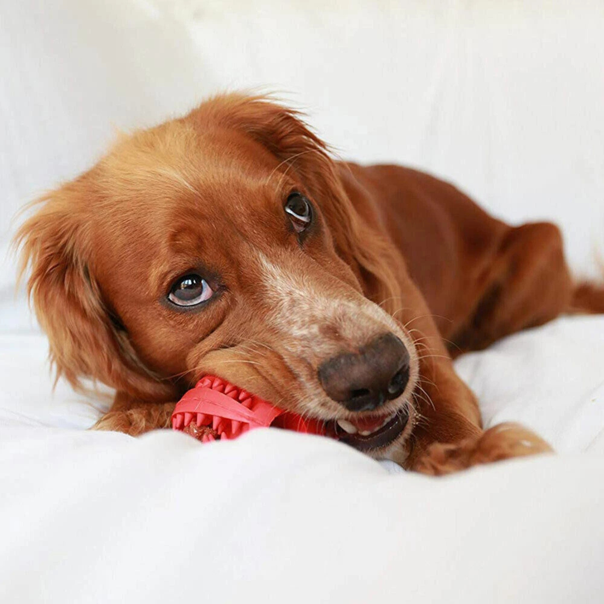 Red 7cm Dog Food Treat Puzzle Ball Puppy Interactive Training Toy