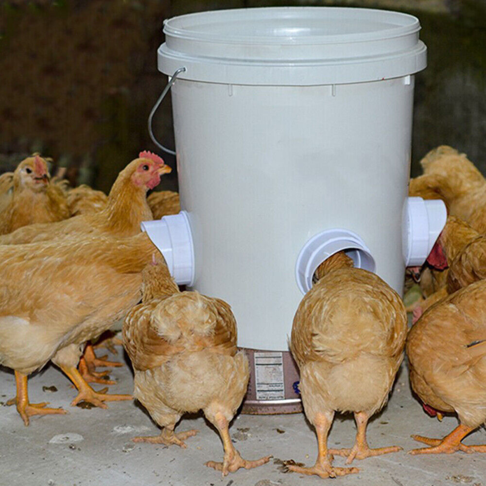 DIY Port PVC Gravity Fed Chicken Feeder New Chicken Feeder Poultry Pro Feeder