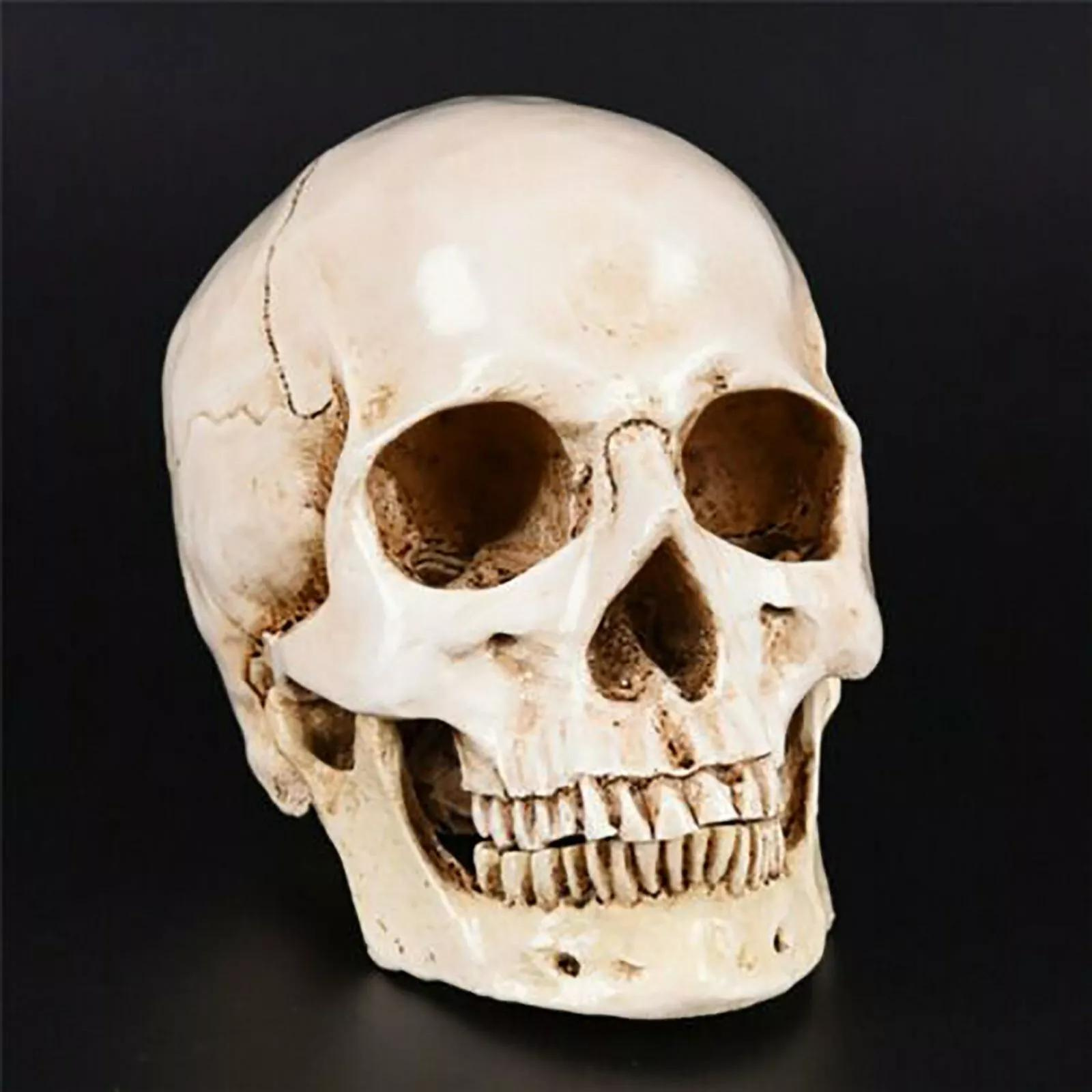 Realistic Lifesize 1:1 Human Skull Replica Resin Model Medical White Decoration