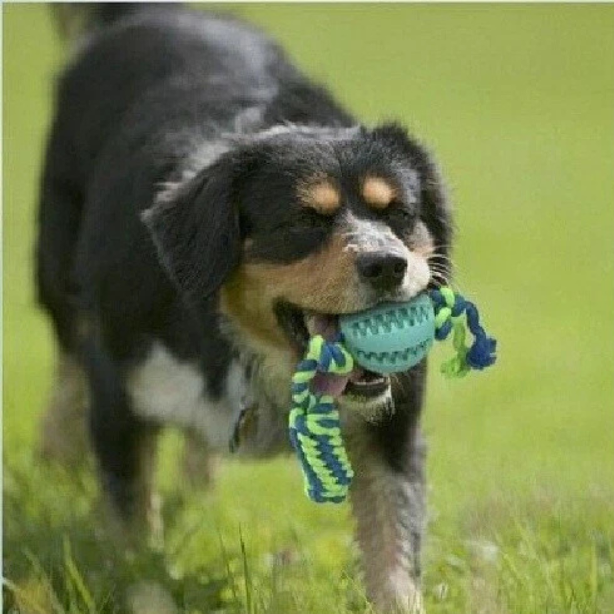 Blue Pet Dog Chew Molars Toy Rope Indestructible Bite Resistant Toy