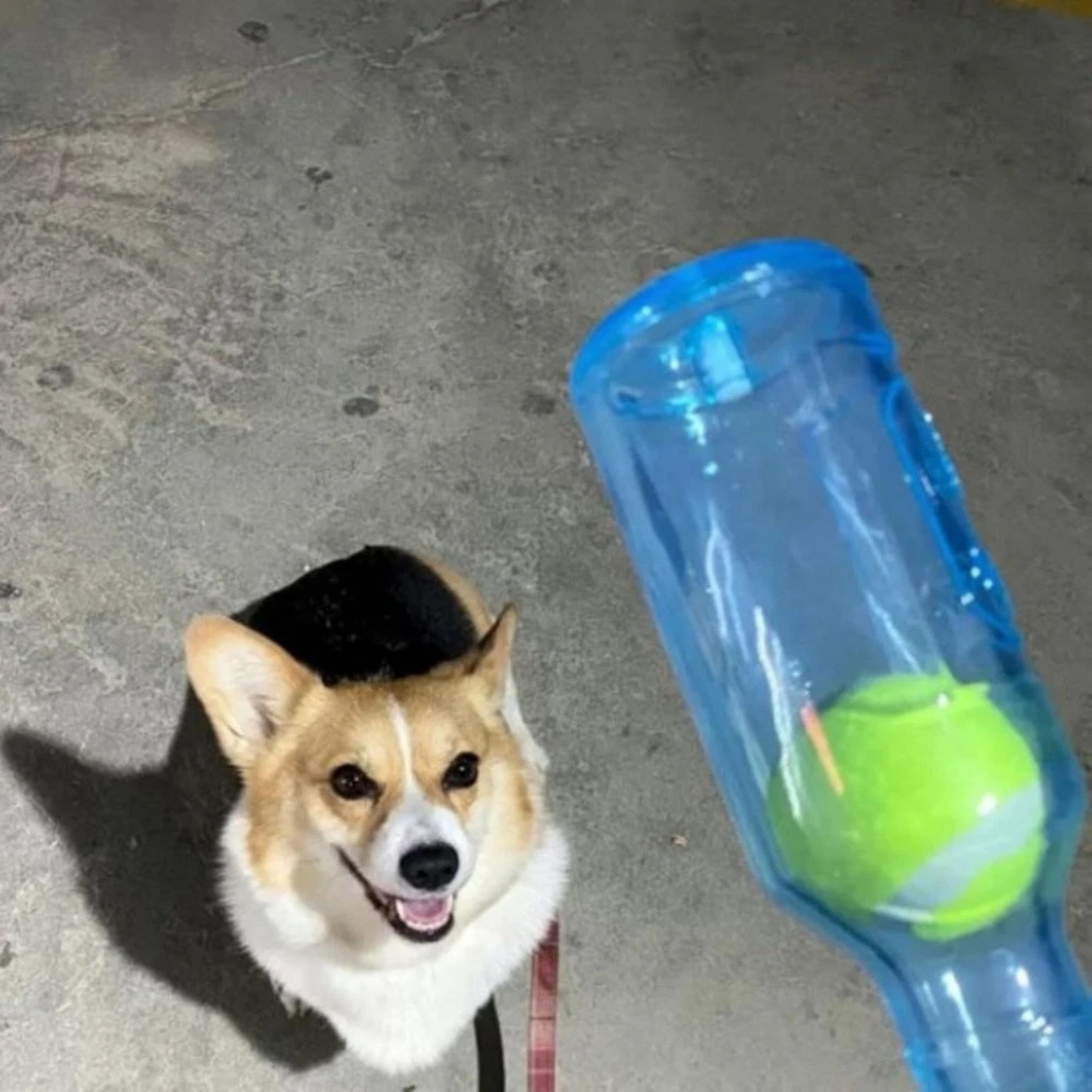Creative Dog Water Bottle Toy Blue Fun Durable With Ball L