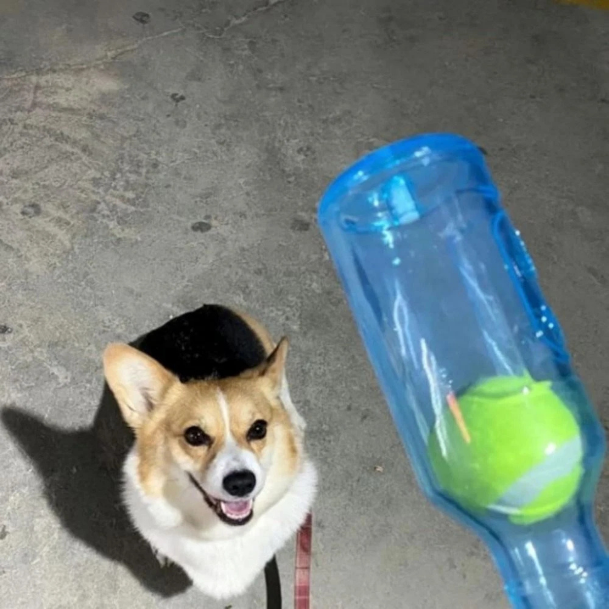 Creative Dog Water Bottle Toy Blue Fun Durable With Ball L
