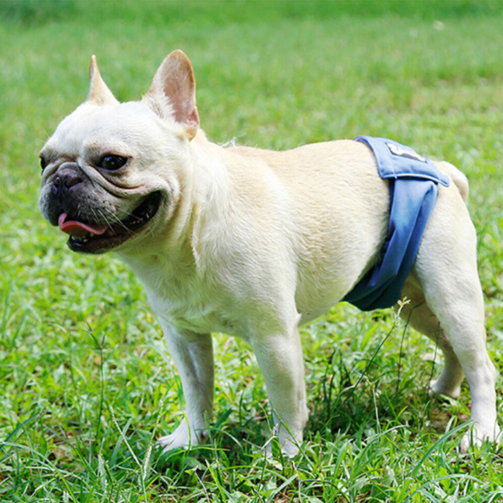 Male Small Underpants  Sanitary Wrap Band Dog Puppy Nappy Diapers Belly Pants