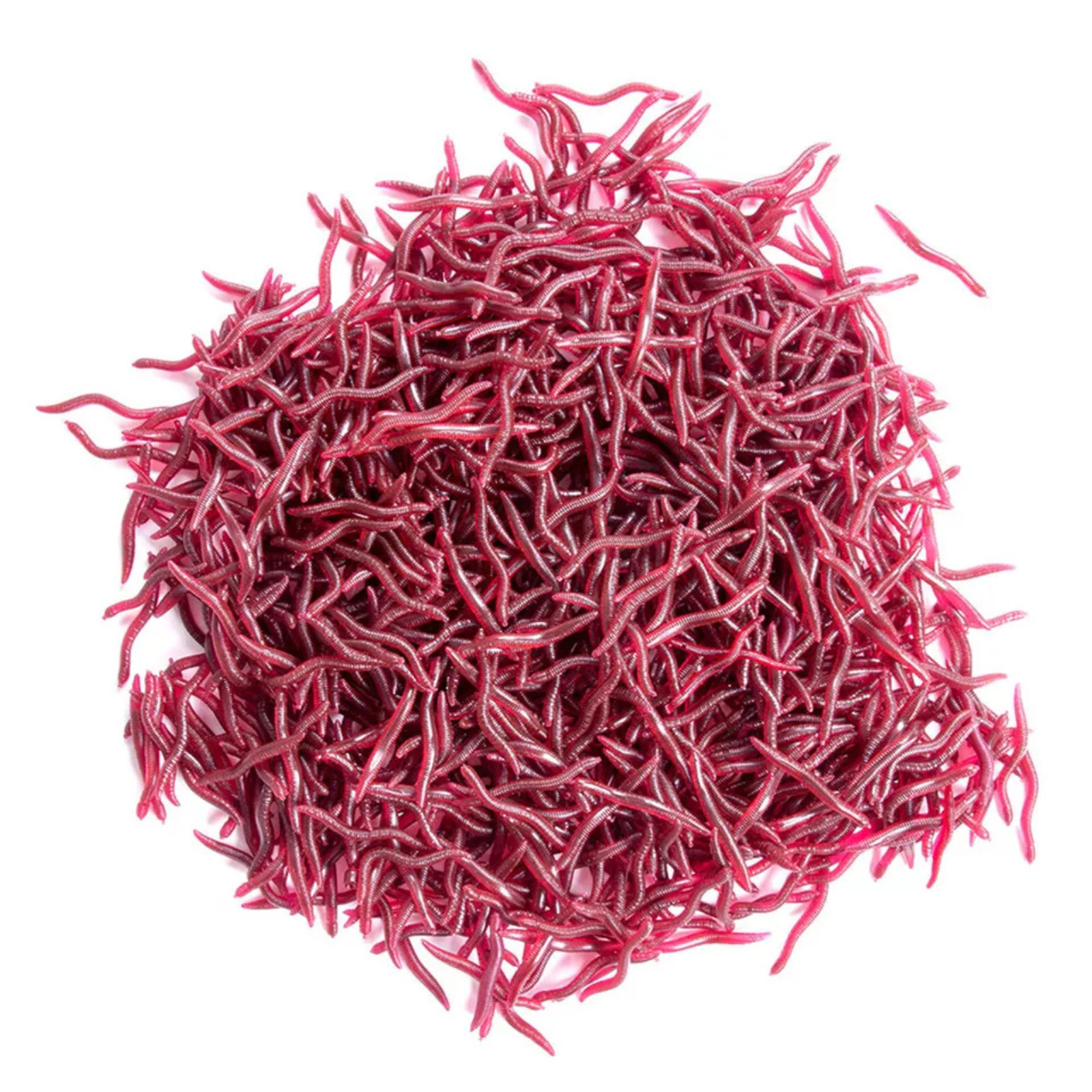 50x Soft Earthworm Fishing Bait 8cm Worm Lures Grub Simulation Tackle Red