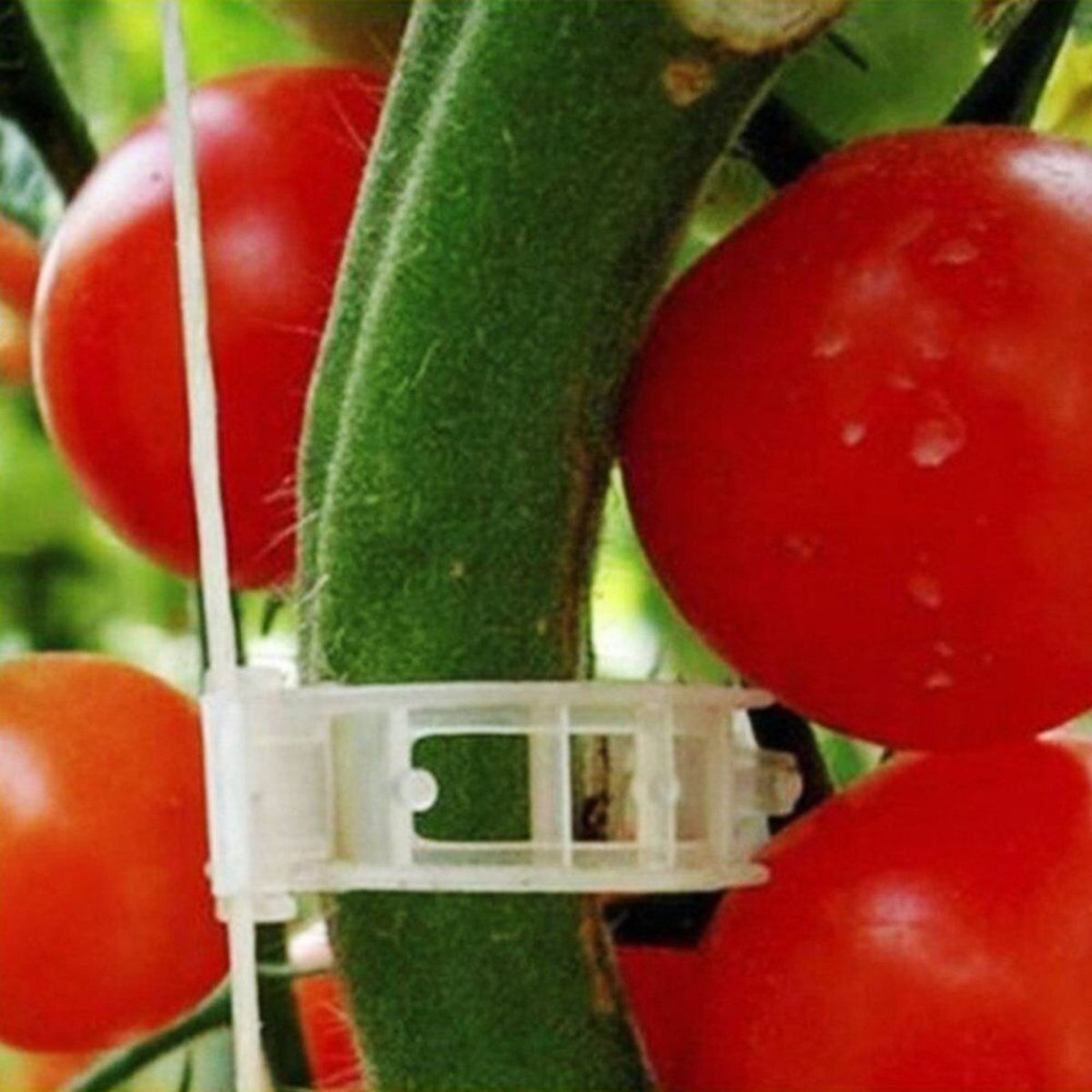 Veggie Plant Support 100pcs Clips Tomato Trellis Twine Greenhouse Garden
