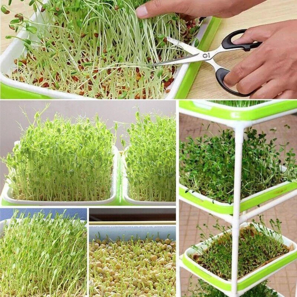 Germination Bean Sprout Planting Microgreens tray, Seeding Cloning Hydroponic