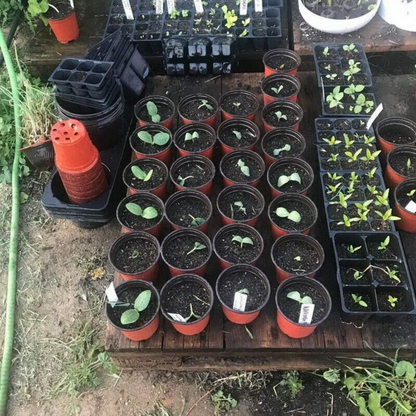 Red Plant Pots Nursery Seedlings Growing Garden Plastic Plant Flower Pots