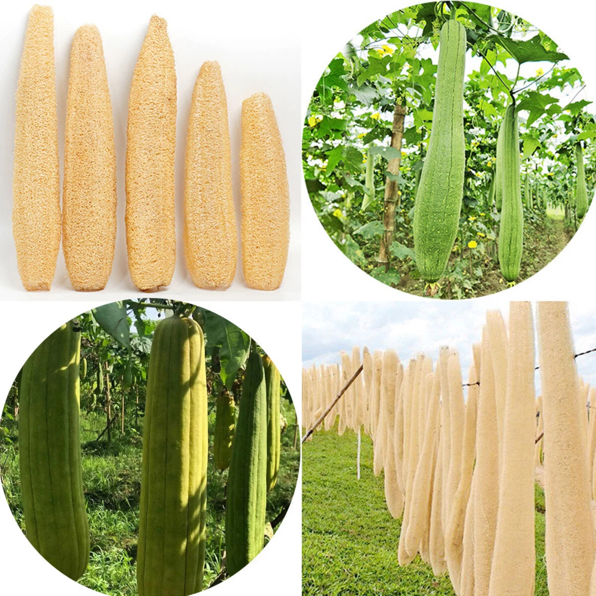 Loofah Sponge Shower Brush Body Scrubber Natural Exfoliating Bath Cleaner