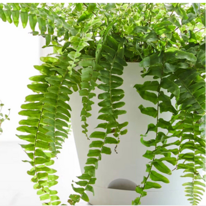 25cm Indoor Outdoor Plastic Pots Self Watering Plant Flower Pot Planter
