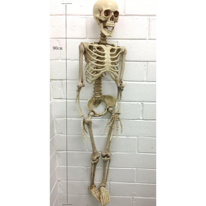 Full Body Model Halloween 90cm Human Skeleton Skull Medical Party House Props