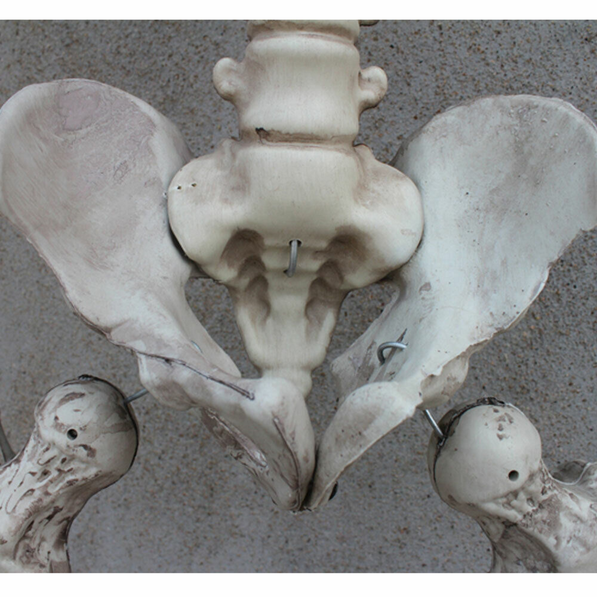Full Life Size Human Skeleton Decoration Prop 170cm Halloween Poseable Skeleton