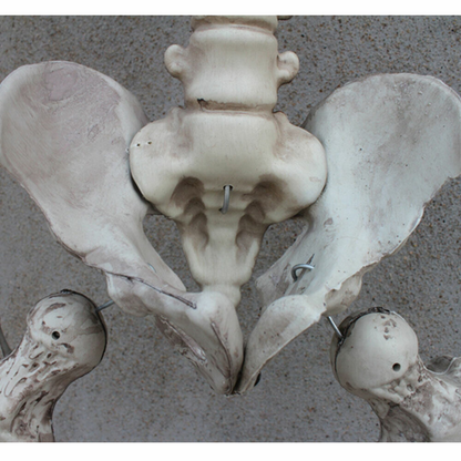 Full Life Size Human Skeleton Decoration Prop 170cm Halloween Poseable Skeleton
