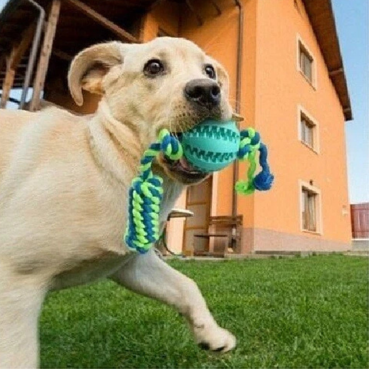 Blue Pet Dog Chew Molars Toy Rope Indestructible Bite Resistant Toy