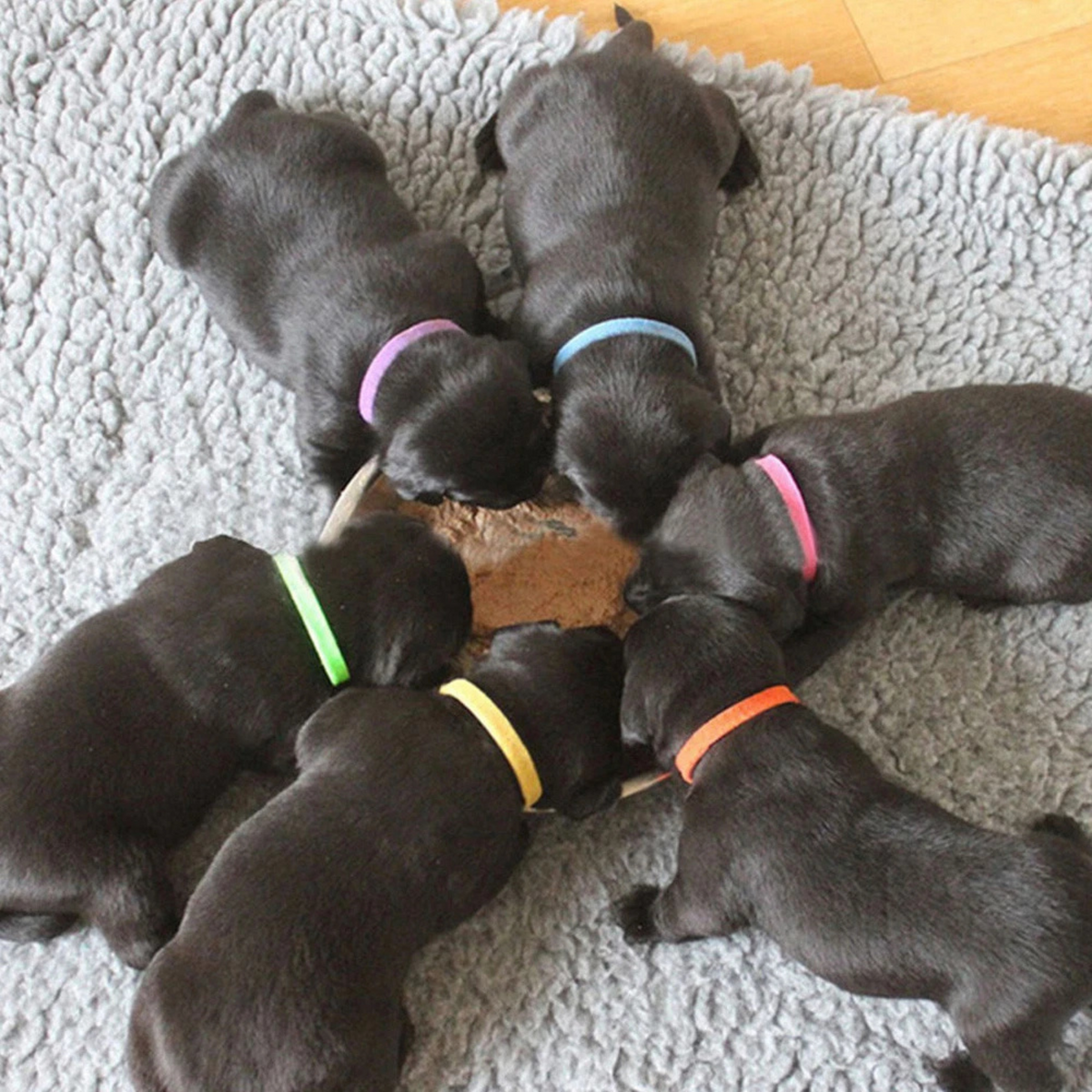 Pet Puppy Kitten Cat Dog Collar Tags 12 Colours Whelping ID Collar Bands