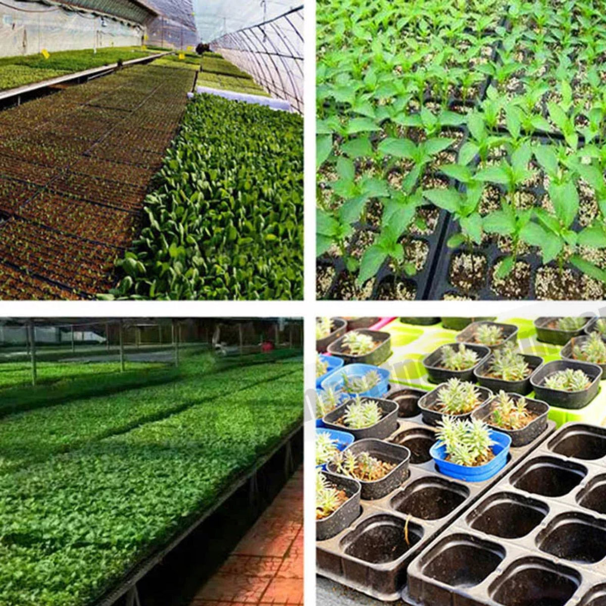 12x 72 Hole Insert Propagation Nursery Seedling Plant Seed Starter Box