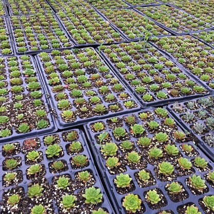 Seedling Tray 5 Pack 72 Cell Nursery Starter Grow Propagation Plant Set